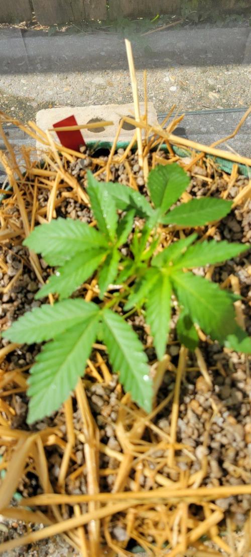 LSD-Zamnesia. Week 4