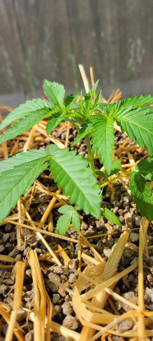 LSD-Zamnesia. Week 4