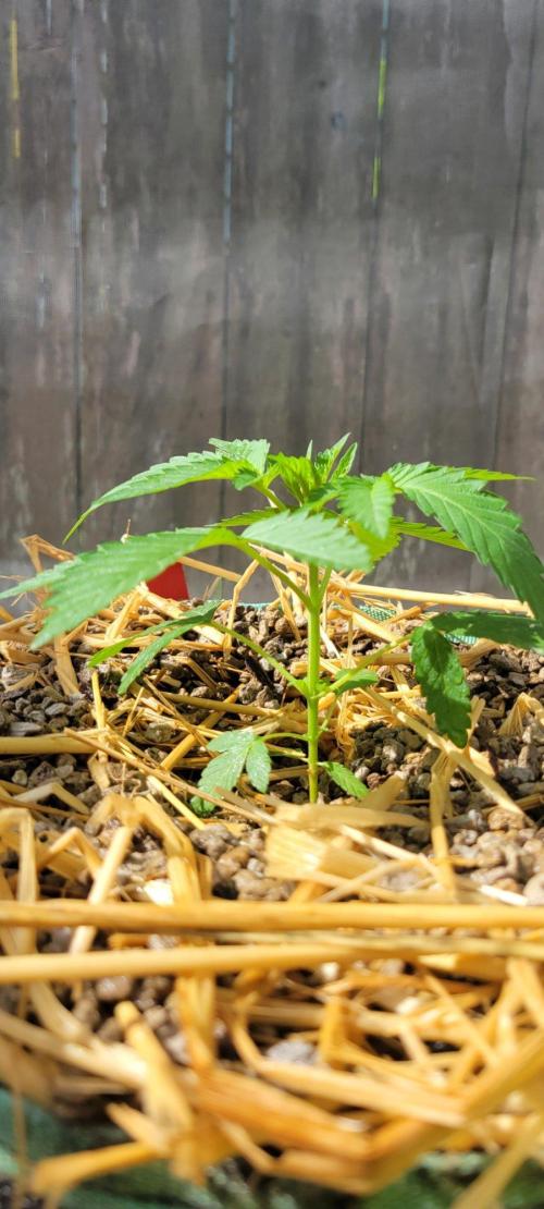 LSD-Zamnesia. Week 4