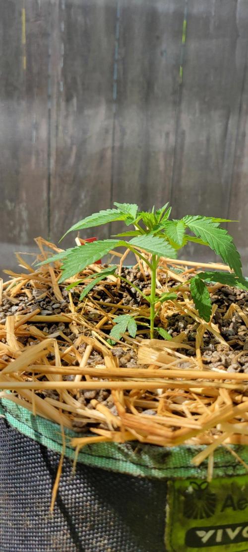 LSD-Zamnesia. Week 4
