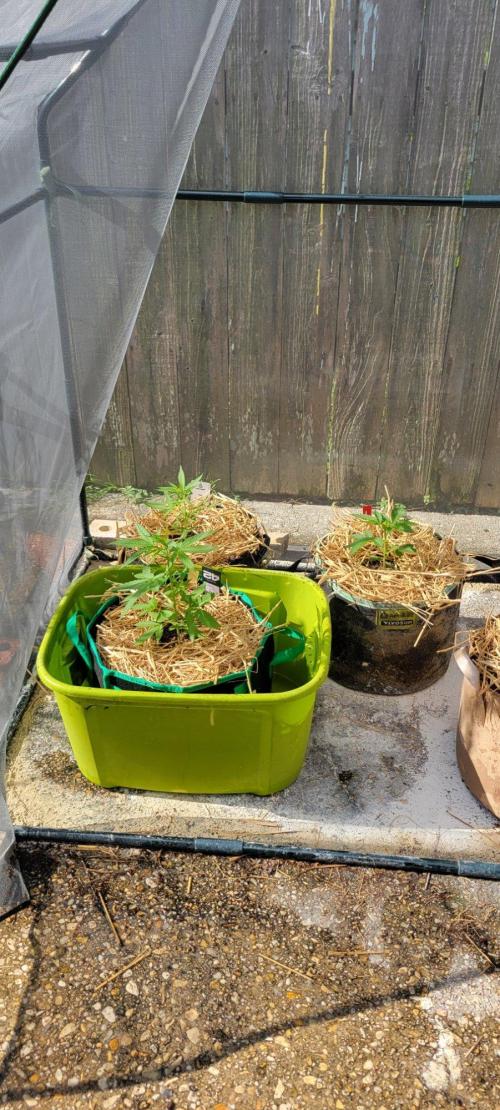 LSD-Zamnesia. Week 4