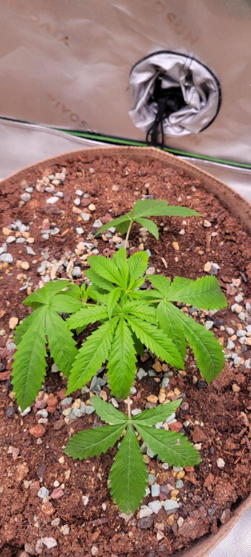 Gorilla Cookies FF-Fastbuds. Week 4