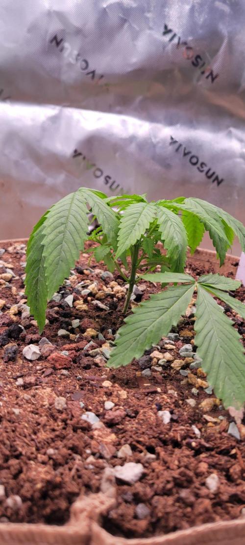 Gorilla Cookies FF-Fastbuds. Week 4