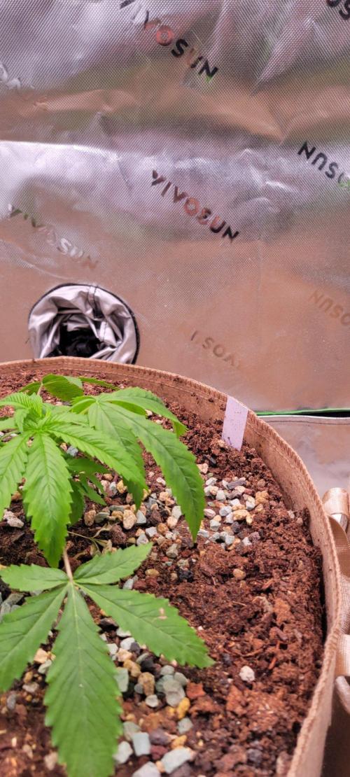 Gorilla Cookies FF-Fastbuds. Week 4