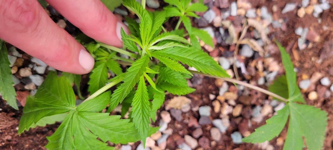 Gorilla Cookies FF-Fastbuds. Week 4