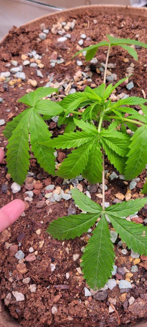 Gorilla Cookies FF-Fastbuds. Week 4