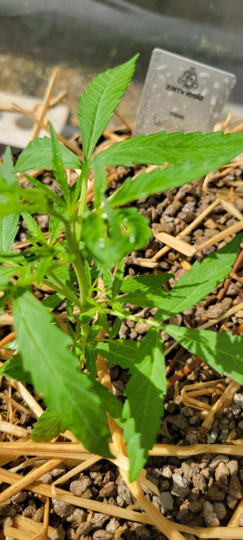 Z42#1 clone-Fastbuds. Week 3