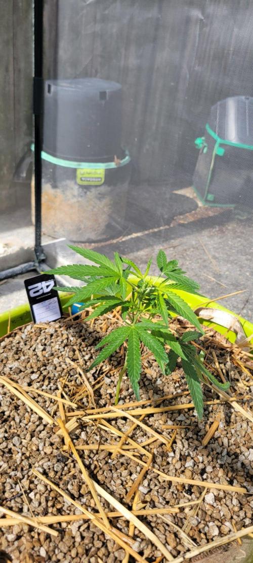 Z42#1 clone-Fastbuds. Week 3