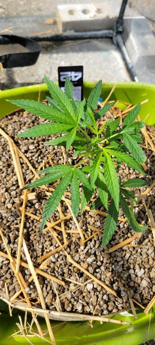 Z42#1 clone-Fastbuds. Week 3