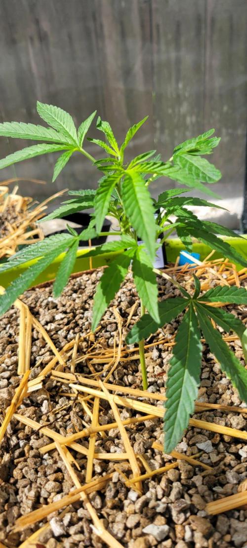 Z42#1 clone-Fastbuds. Week 3