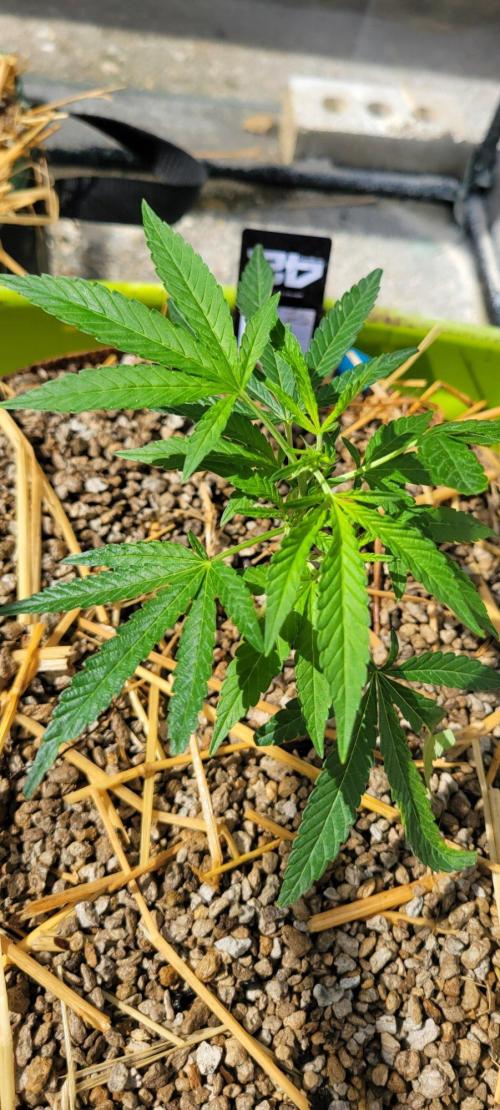 Z42#1 clone-Fastbuds. Week 3