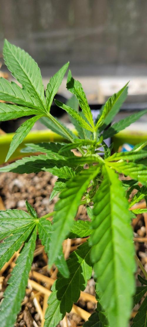 Z42#1 clone-Fastbuds. Week 3
