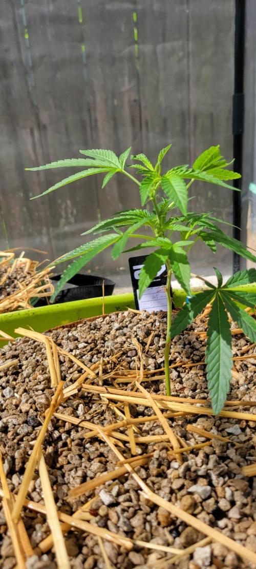 Z42#1 clone-Fastbuds. Week 3