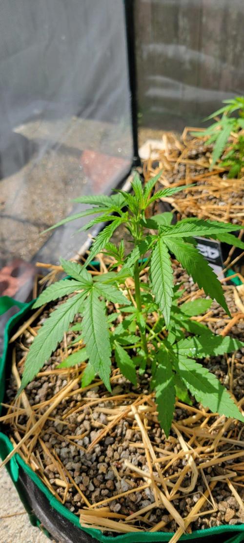 Z42#1 clone-Fastbuds. Week 3