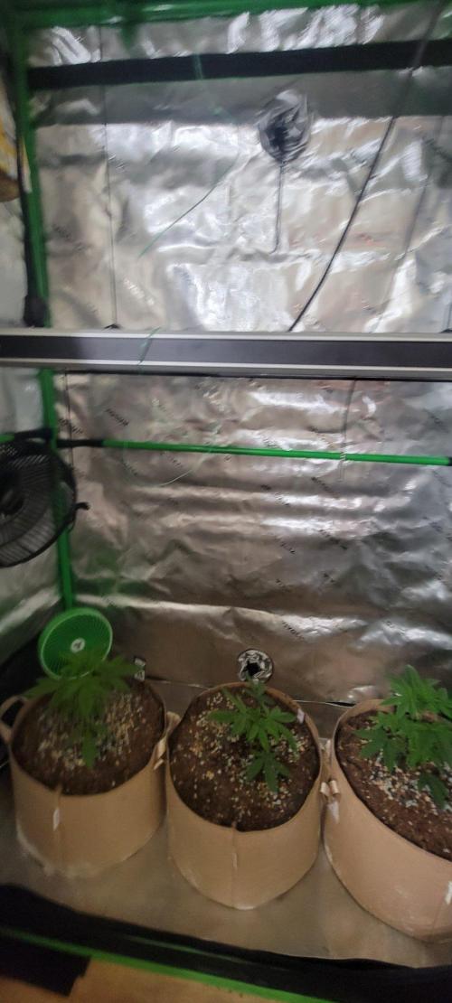 Z42#1 clone-Fastbuds. Week 3