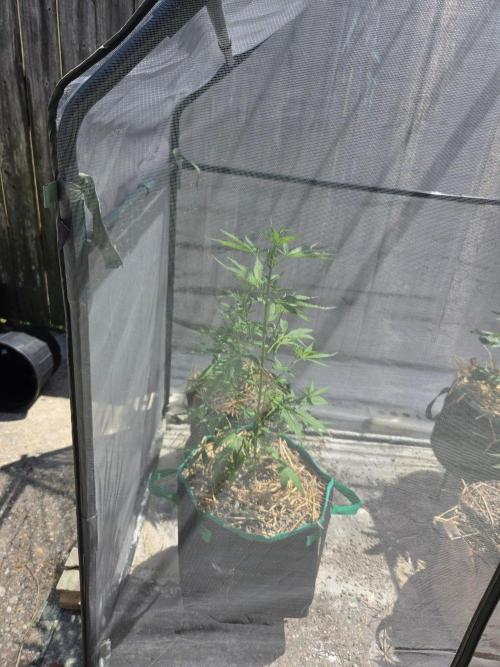 Banana Frost-Fastbuds. Week 5