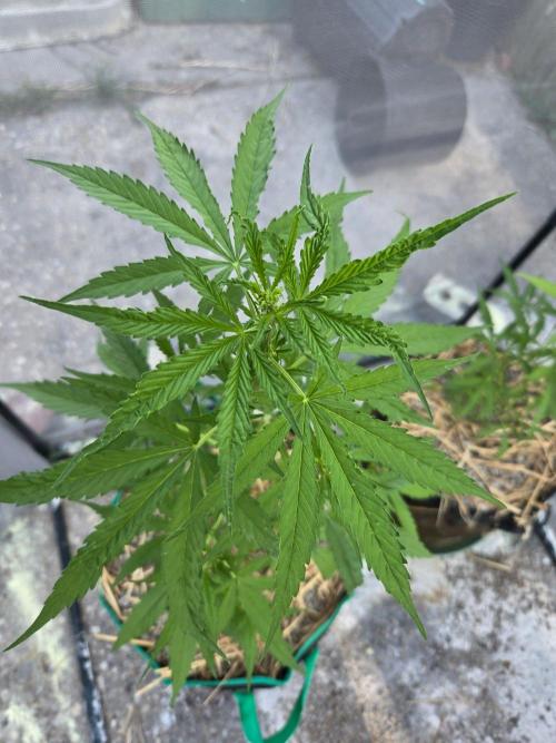 Banana Frost-Fastbuds. Week 5