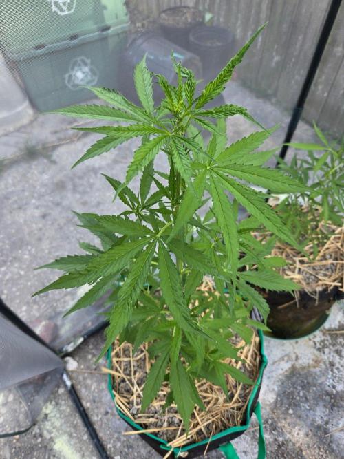 Banana Frost-Fastbuds. Week 5