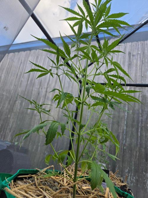Banana Frost-Fastbuds. Week 5