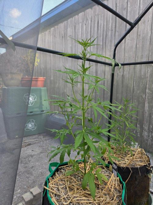 Banana Frost-Fastbuds. Week 5