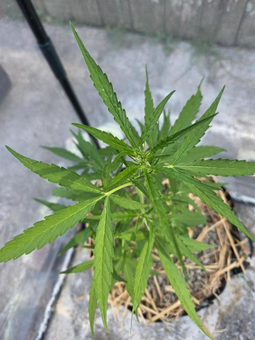 Wurlz F1-Zamnesia. Week 5