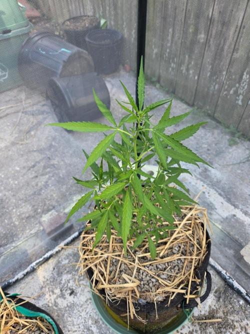 Wurlz F1-Zamnesia. Week 5