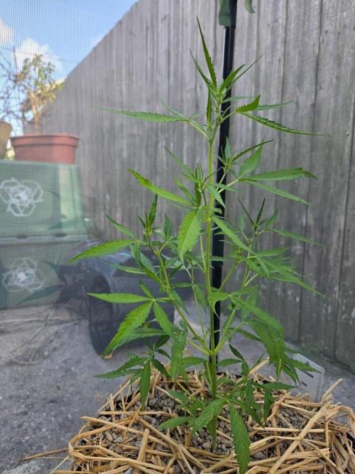Wurlz F1-Zamnesia. Week 5