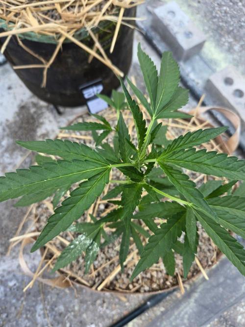 Z42#1 clone-Fastbuds. Week 4