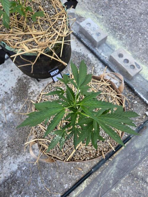 Z42#1 clone-Fastbuds. Week 4