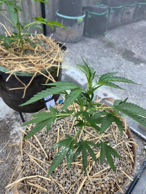 Z42#1 clone-Fastbuds. Week 4