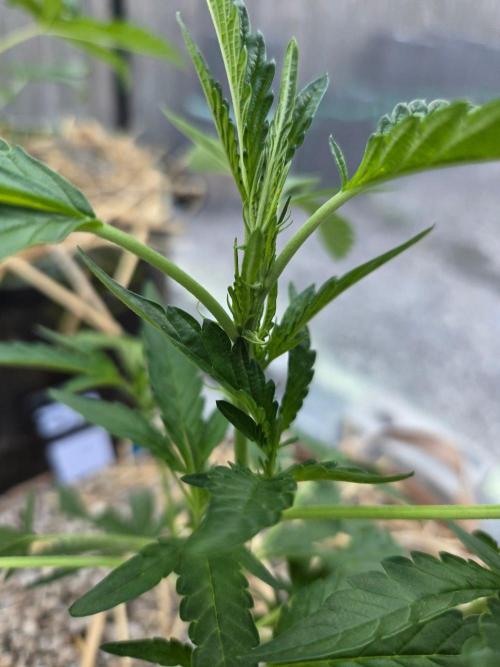 Z42#1 clone-Fastbuds. Week 4