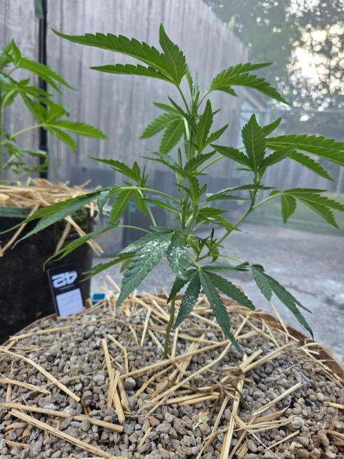 Z42#1 clone-Fastbuds. Week 4