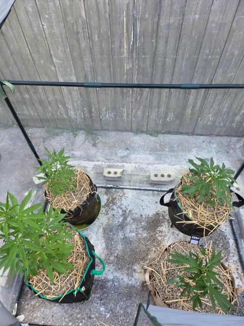Z42#1 clone-Fastbuds. Week 4