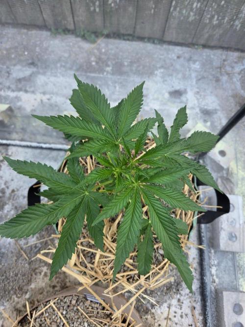 LSD-Zamnesia. Week 5