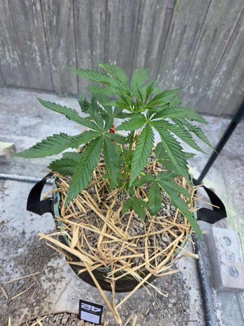LSD-Zamnesia. Week 5