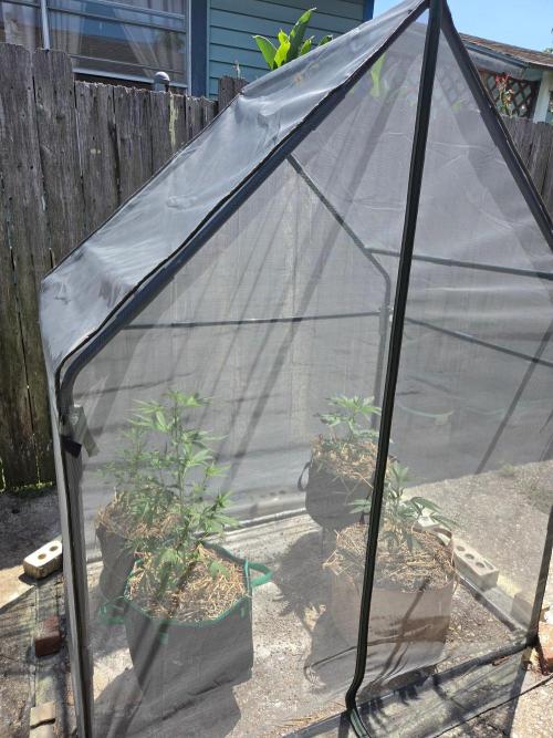 LSD-Zamnesia. Week 5