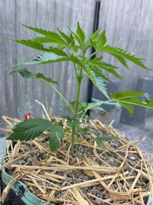 LSD-Zamnesia. Week 5