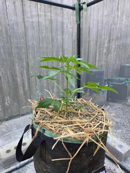 LSD-Zamnesia. Week 5