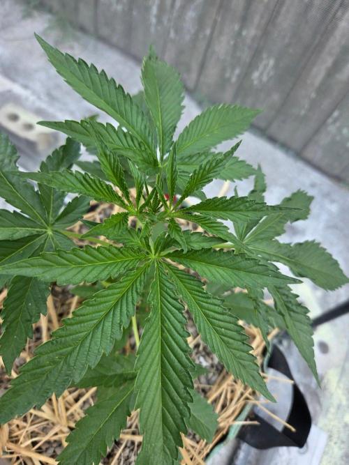 LSD-Zamnesia. Week 5