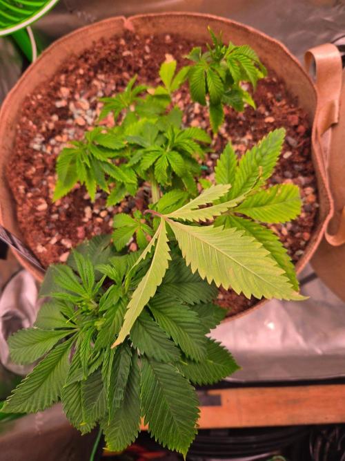 Sour G R1-Ethos. Week 5