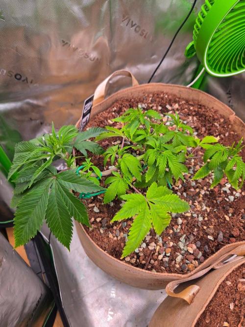 Sour G R1-Ethos. Week 5
