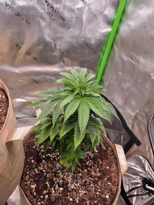 Zkittles X Chama!-Ethos. Week 5