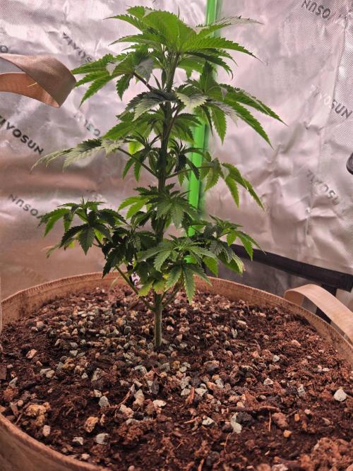 Zkittles X Chama!-Ethos. Week 5