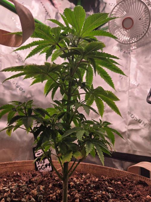 Zkittles X Chama!-Ethos. Week 5