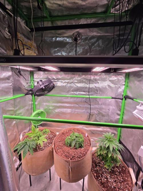 Zkittles X Chama!-Ethos. Week 5