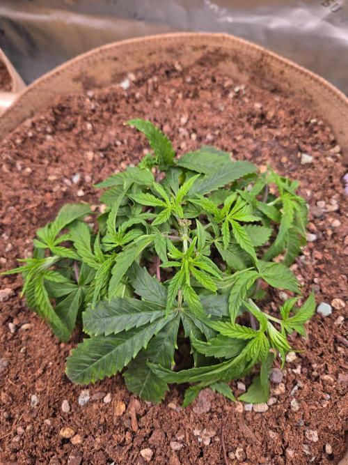 Gorilla Cookies FF-Fastbuds. Week 5