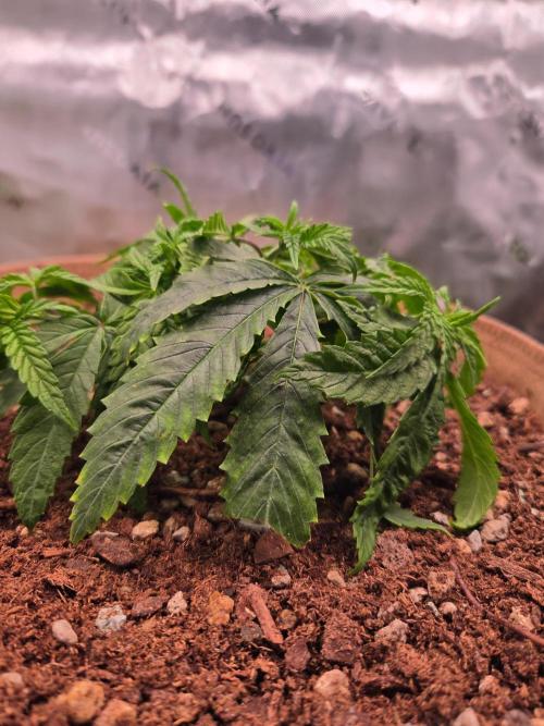 Gorilla Cookies FF-Fastbuds. Week 5