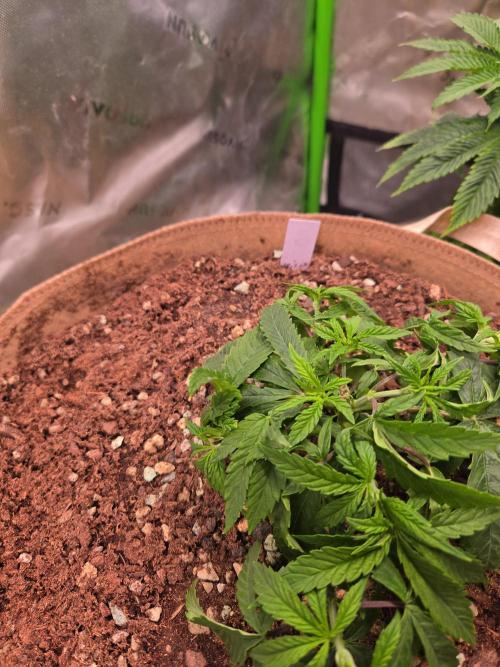 Gorilla Cookies FF-Fastbuds. Week 5