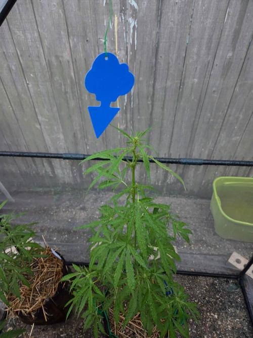 Banana Frost-Fastbuds. Week 6