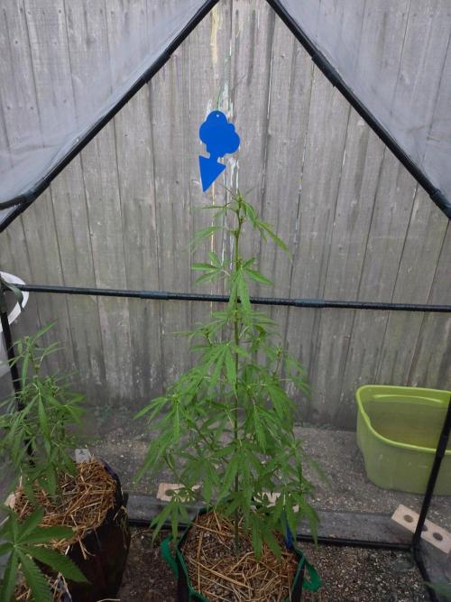 Banana Frost-Fastbuds. Week 6